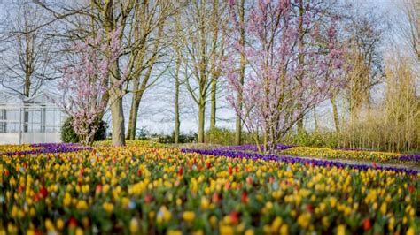 keukenhof wetter